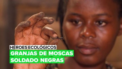 Héroes ecológicos: la cría de la mosca soldado negra