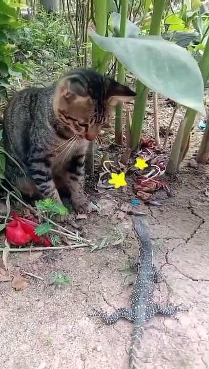 Biawak kena tabok sama kucing