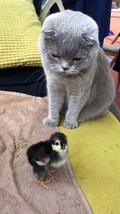 Kucing asik bermain dengan anak ayam