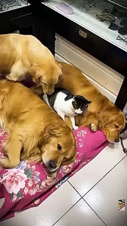 Kucing tidur bareng bersama 3 ekor anjing