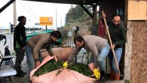 Özel sektör çay alımını devam ettiriyor