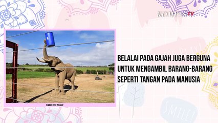 Apakah Gajah Dapat Bertahan Hidup Tanpa Belalai?