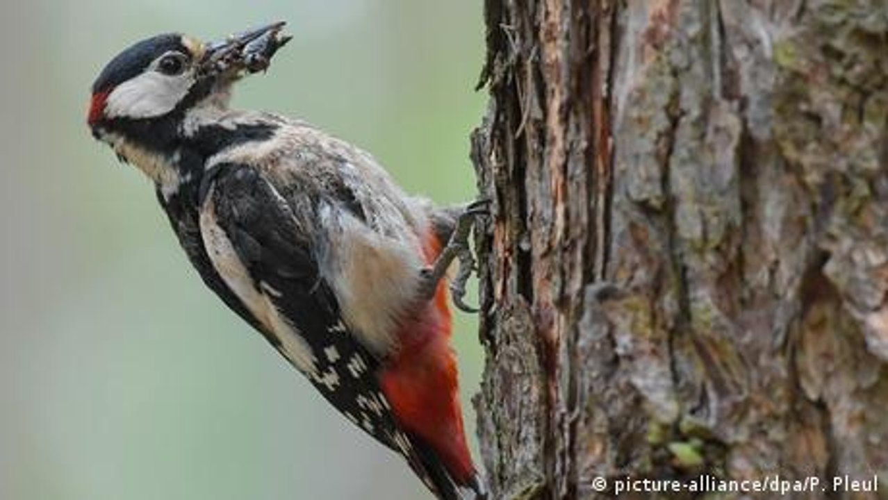 Wie wirkt der Klimawandel auf Tiere?