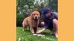 Cute Golden Retriever Puppy Video  #puppy #dogs-david tv