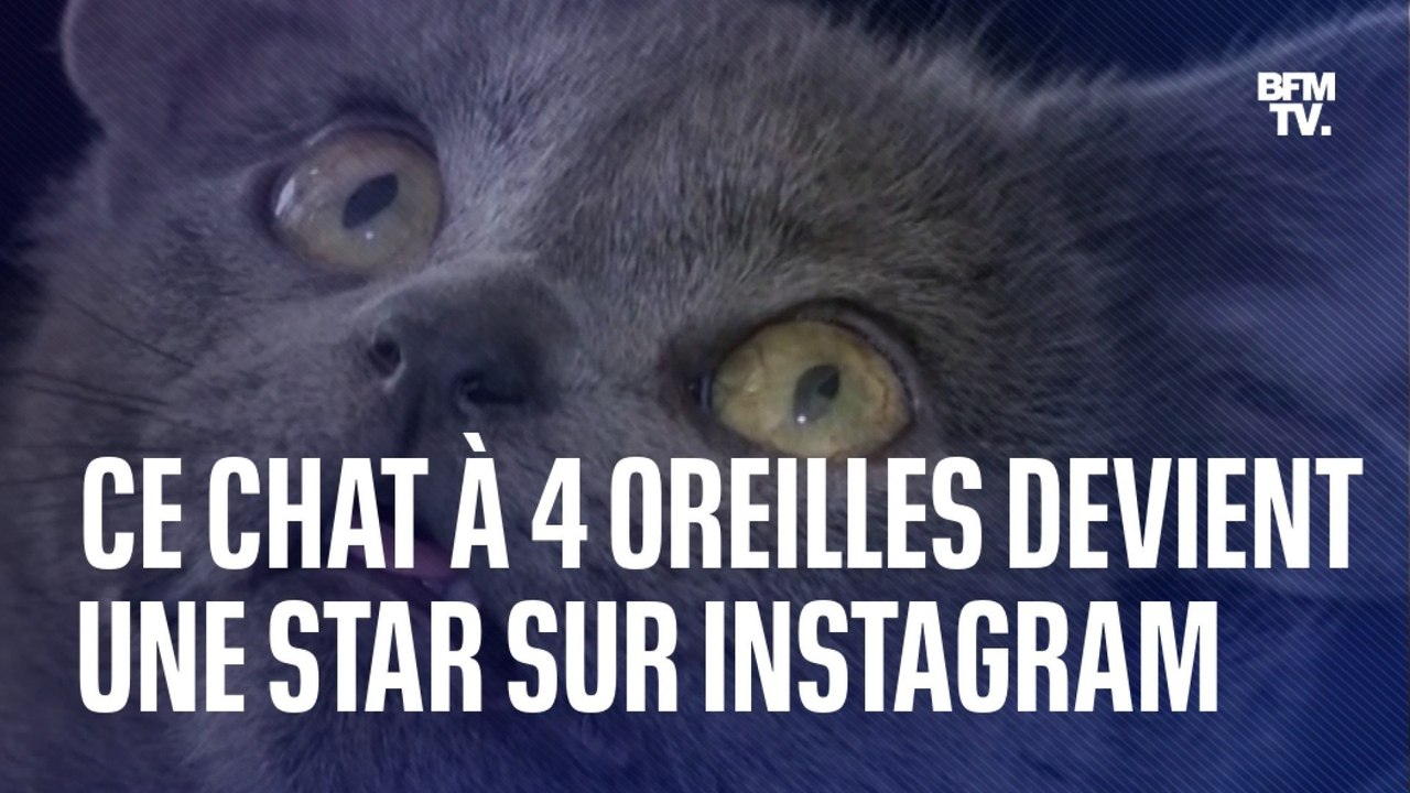 Ce chat à quatre oreilles est devenu une star sur Internet