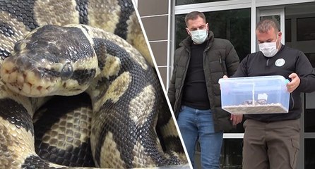 TikTok’tan paylaştığı piton yılanı başına dert oldu