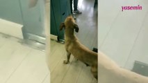 Yolda yatan yavru köpeğe yardım etti! Anne köpeğin feryadı...