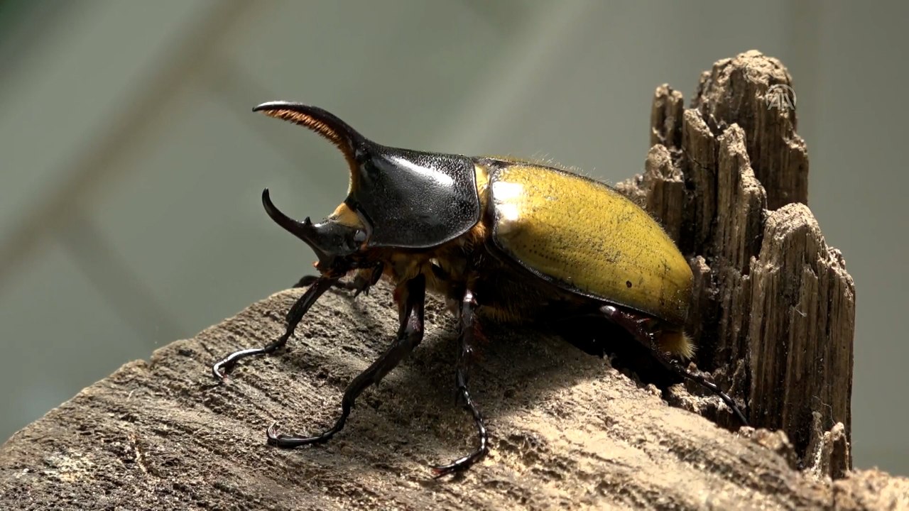 Colombian entrepreneur creates cryptocurrency to cut export costs for selling bugs to Japan