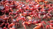 Christmas Island turns red as millions of crabs march to sea for annual migration