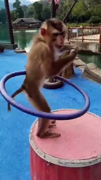Funny monkey