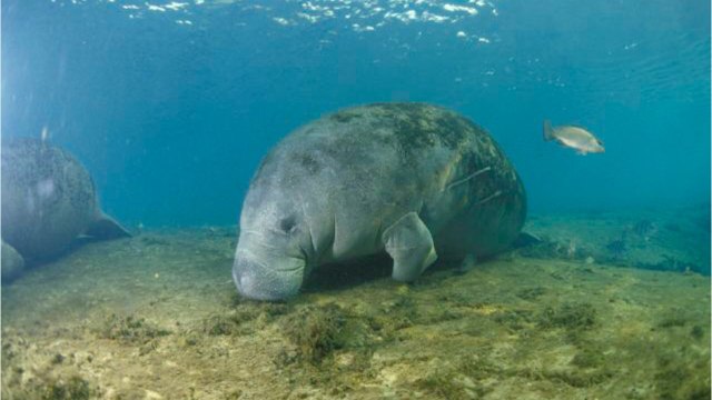 Les lamantins connaissent une mortalité sans précédent en Floride