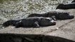 China to shelter more than 8,000 Yangtze alligators ahead of winter season