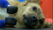 Russie: un vétérinaire greffe quatre pattes artificielles à une chienne martyrisée