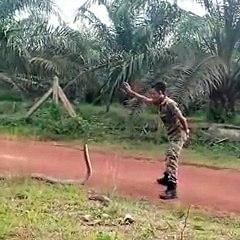 Un brave soldat malaisien attrape le cobra royal