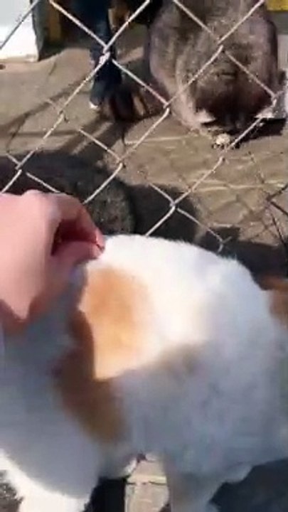 Cat Gets Tummy Scratches From Raccoon