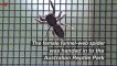 Zoo in Australia Adopts Spider So Big It Can Pierce Human Fingernails With Its Fangs