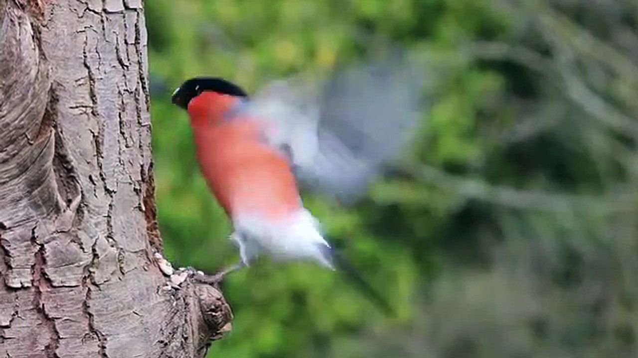 Bullfinch - 2797