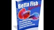 Betta Fish Care - The Better Guide To Betta Fish Care