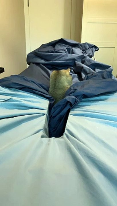 Cat Slips Through the Crack