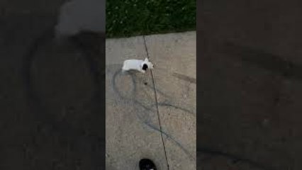 Tiny Puppy Pulling Pup on Leash Gets Overpowered