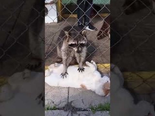 Cat Gets Tummy Scratches From Raccoon