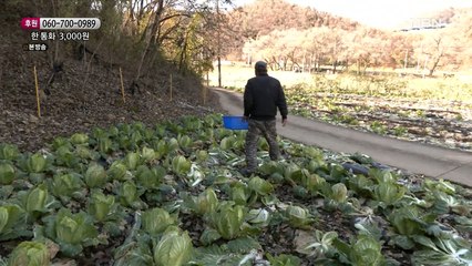 배추밭에서 나오는 오늘의 주인공