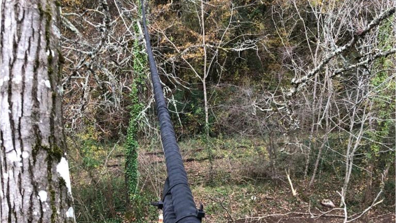 « Ecuroducs " : des cordes qui permettent aux écureuils de franchir les routes en toute sécurité