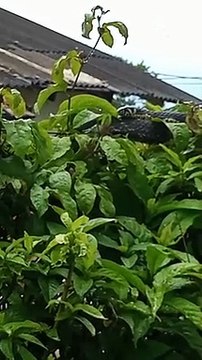 Cobra com mais de um metro aparece no quintal de morador de Florianópolis; assista ao vídeo