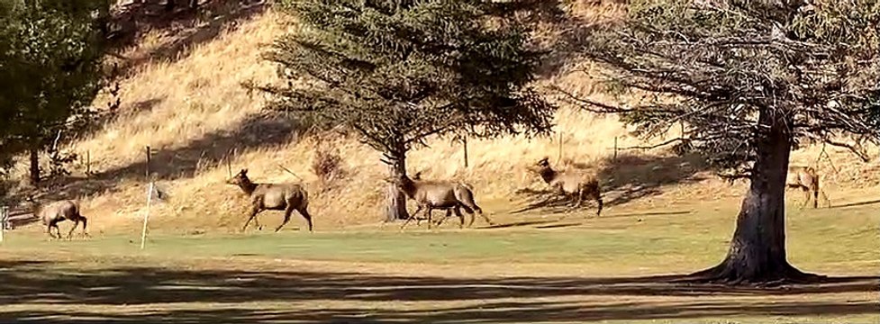 Elk Herd Stampede in Estes Park