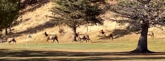 Elk Herd Stampede in Estes Park