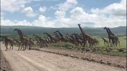 Giant Giraffe Herd Crosses the Road