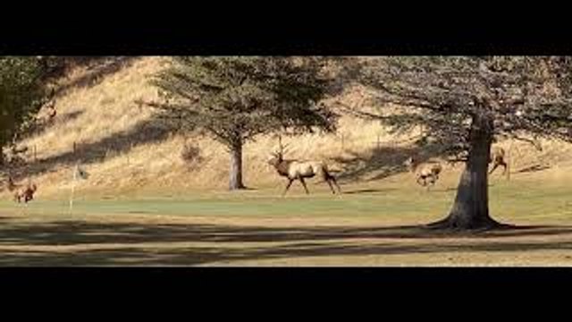 Elk Herd Stampede in Estes Park