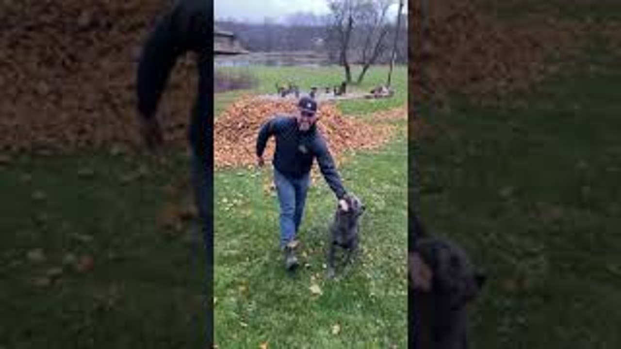 Dog Saves Dad From Leaf Pile