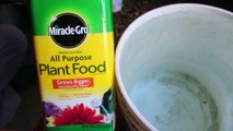 Fertilizer I used for Veggies in Pots