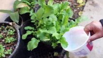 How and How Often I Fertilize My Veggies Like Radish, Broccoli and Others