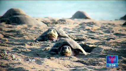 Cambio climático, la otra amenaza de la tortuga golfina