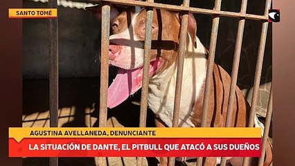 La situación de Dante, el pitbull que atacó a sus dueños