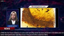 Amber captures rare plant behavior in an ancient, extinct pine cone - 1BREAKINGNEWS.COM