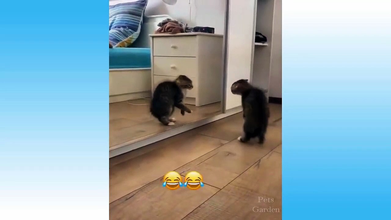 Top Funny Cat Videos Of The Weekly - Try Not To Laugh