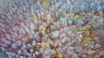 OSMANİYE - Dumanlı Yaylası, sonbahar renkleriyle büyülüyor