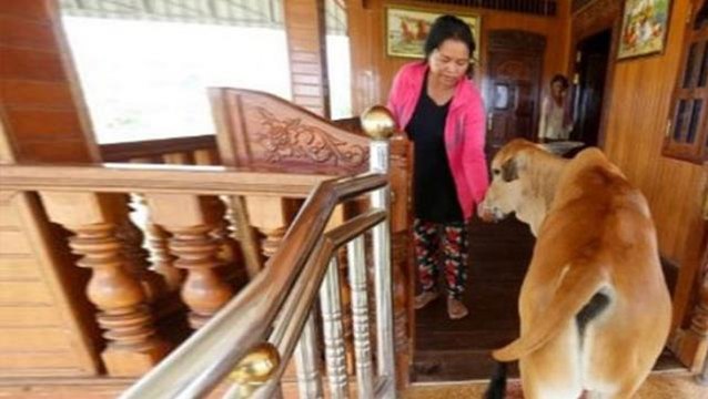 Kocasının inek olarak yeniden dünyaya geldiğine inanan kadın, inekle evlendi