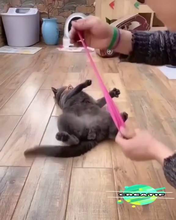 FUNNY VIDEOS OF ANIMAL ACTIVITIES MAKE LAUGHING VERY FUNNY==VIDEO LUCU - TINGKAH HEWAN BIKIN NGAKAK LUCU BANGAT