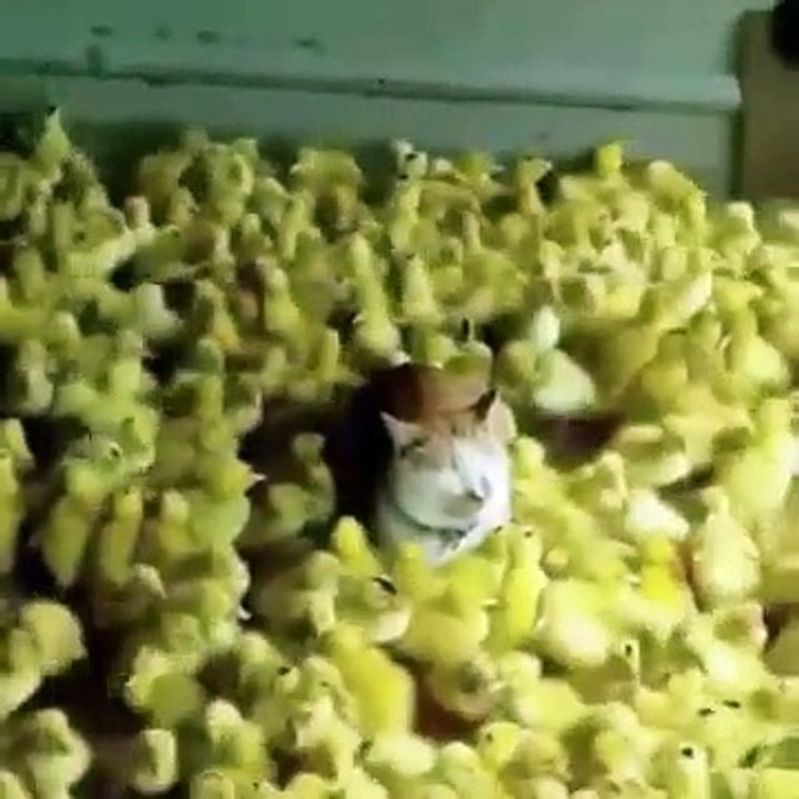 Funny Cats  - Don't try to stop laughing  - Cats In Funny Situations
