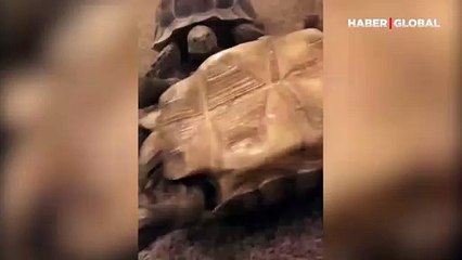 Ters dönen dostunun yardımına koşam kaplumbağa kamerada