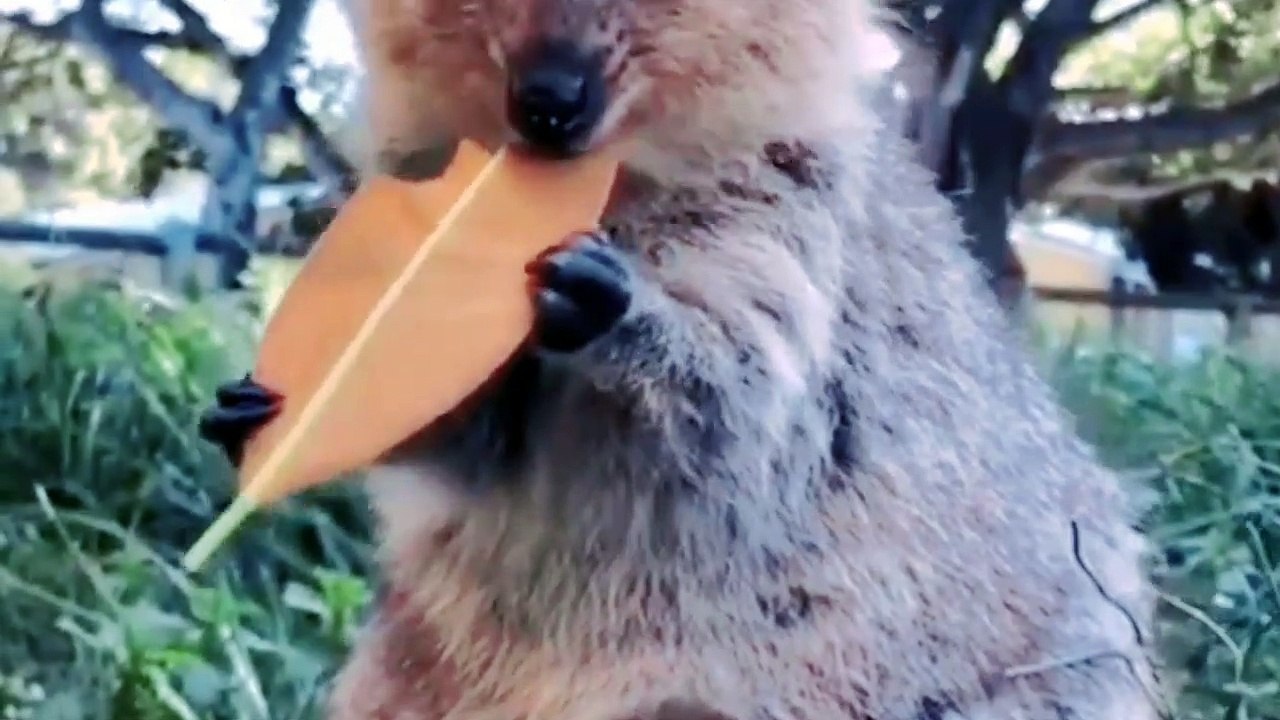 Funny Animals