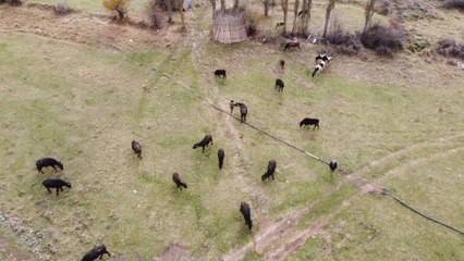 Liseli satranç şampiyonu Melek, hayvancılıkla uğraşan ailesinin en büyük destekçisi