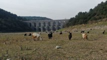 Alibeyköy Barajı’nda balıklar yüzüyordu, artık keçiler otluyor