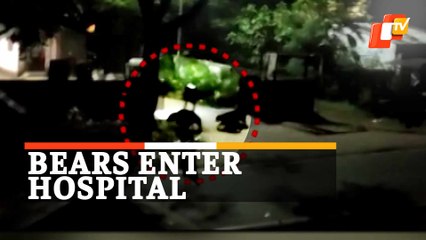 VIRAL: Wild Bears Stray Into Hospital