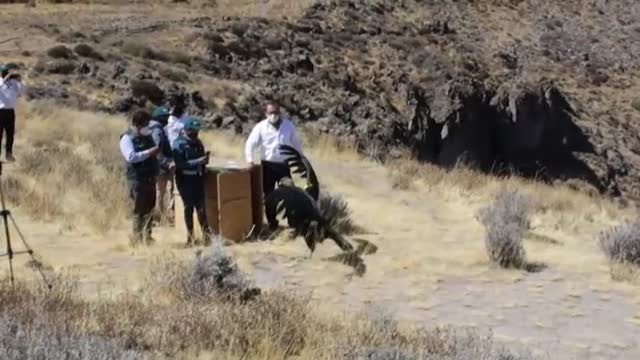 Liberan al cóndor andino Sinchi tras recuperarse de una intoxicación