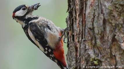 How is climate change affecting wild animals?